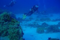 /album/cervene-more-/shark-reef-jpg/